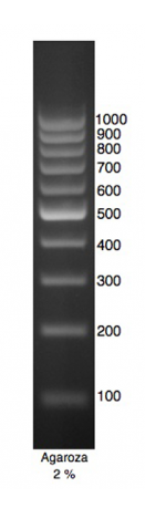 DNA Marker 1.PNG