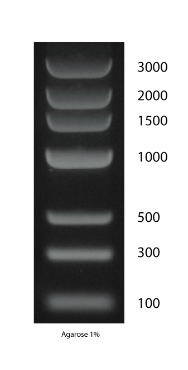 DNA Marker 3.PNG