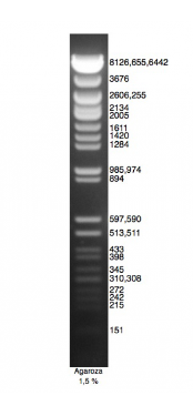 DNA Marker Lambda.Ava II.PNG
