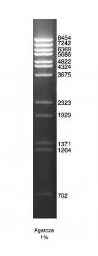 DNA Marker Lambda.BstE II.PNG