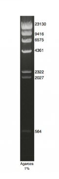 DNA Marker Lambda.Hind III.PNG