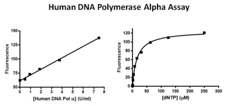 Human DNA polymerase alpha.PNG