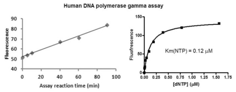 Human DNA polymerase gamma.PNG