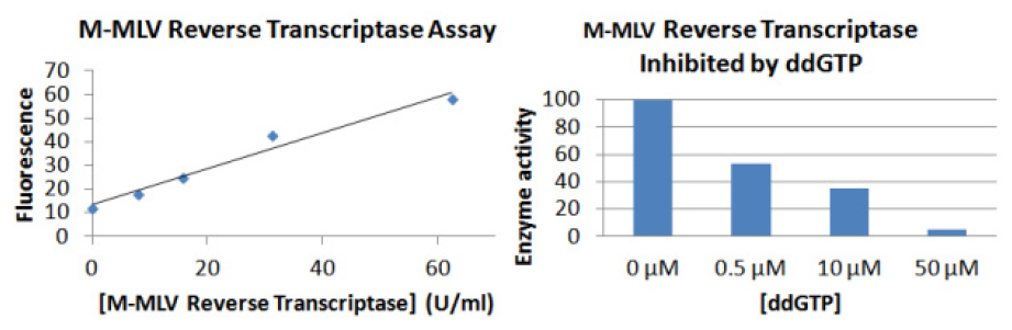 M-MLV reverse transcriptase.PNG