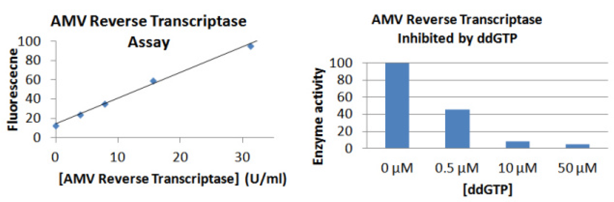 AMV reverse transcriptase.PNG