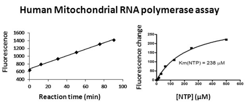 Human mitocondrial RNA polymerase.PNG