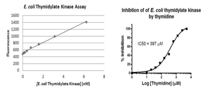Bacterial thymidylate kinase.PNG