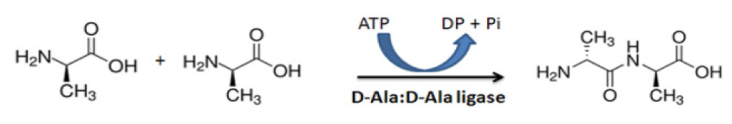 D-Alanine Ligase.PNG