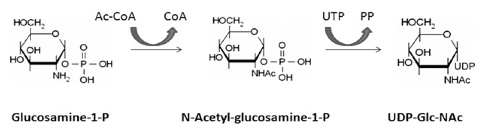 UDP-N-acetylglucosamine pyrophosphorylase (GlmU) assays.PNG