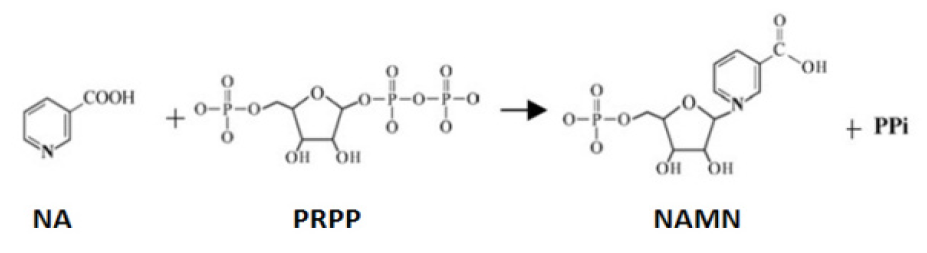 Nicotinate phosphoribosyltransferase (pncB).PNG