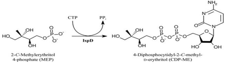Methylerythritol phosphate cytidyltransferase (IspD).PNG