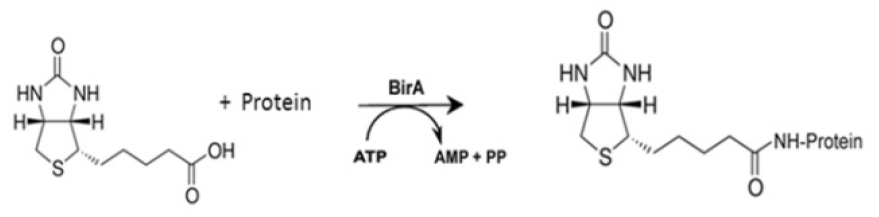 Biotin protein ligase (BirA) assays.PNG