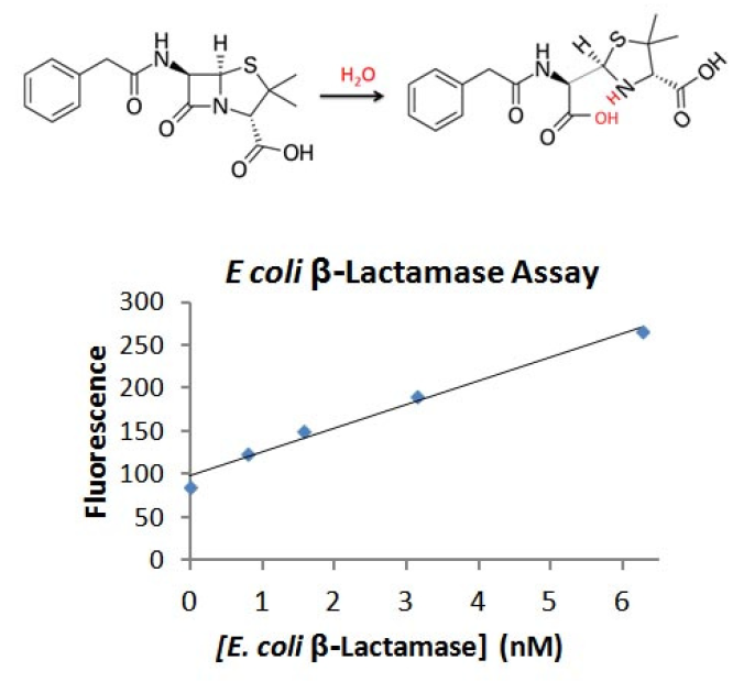 Bacterial beta lactamase.PNG