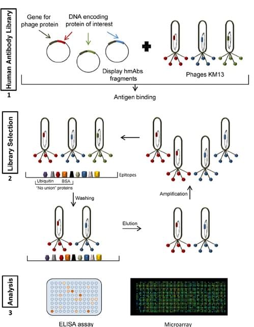 Phage-Display-Antibody-Library-Services-1.jpg