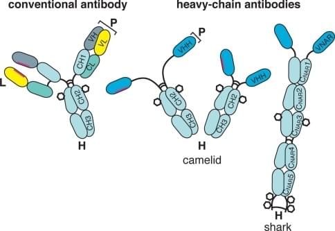 Single-Domain-Antibody-Services-1.jpg