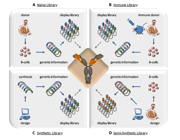 Premade-Human-Antibody-Libraries-for-Yeast-Display-1.png