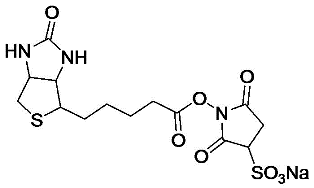 SULFO-NHS-Biotin.gif