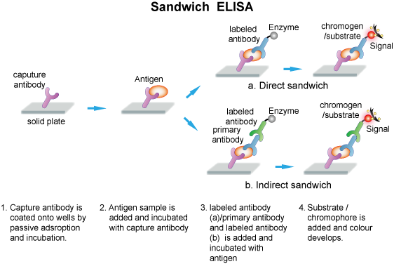 Sandwich-ELISA.png