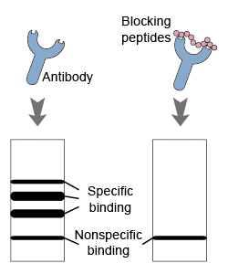 Blocking-peptides2.jpg