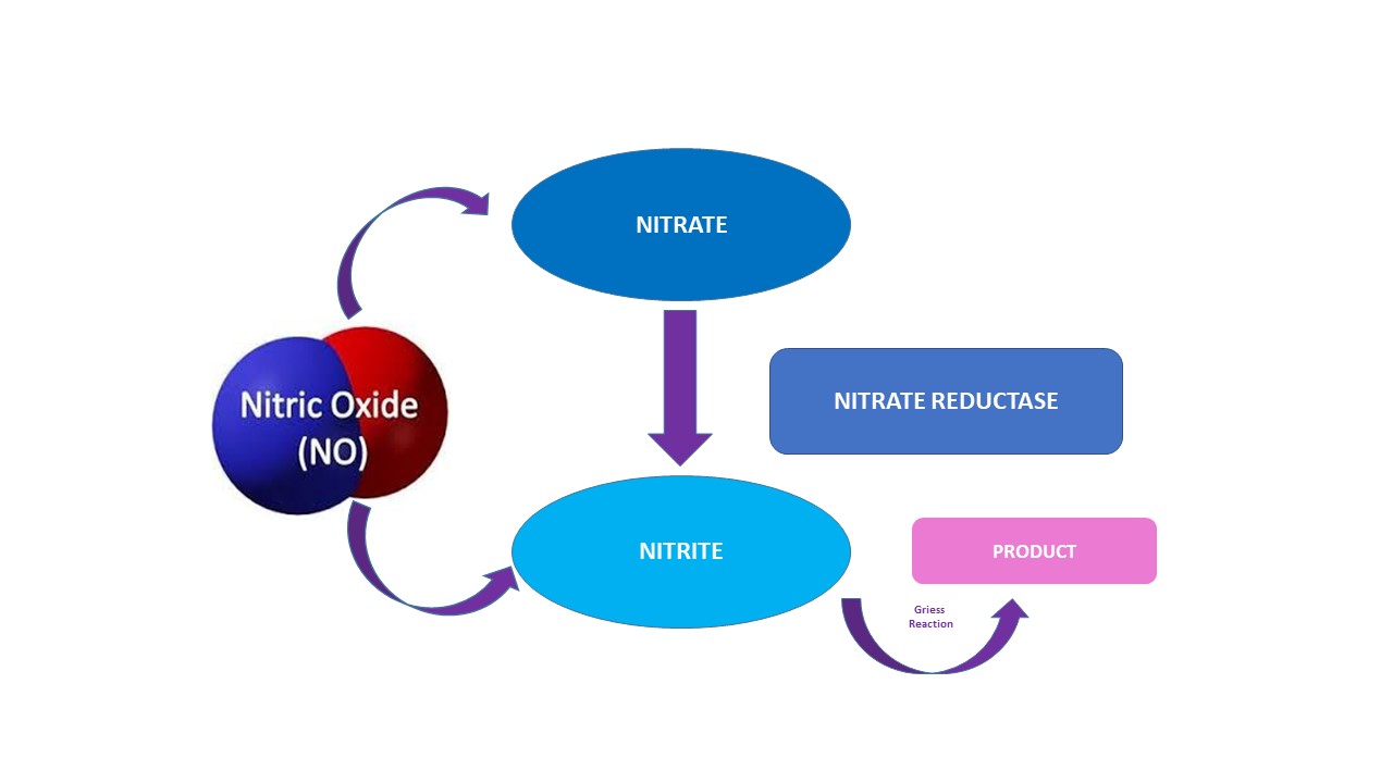nitrite-nitrate-reductase-reaction-infography.jpg