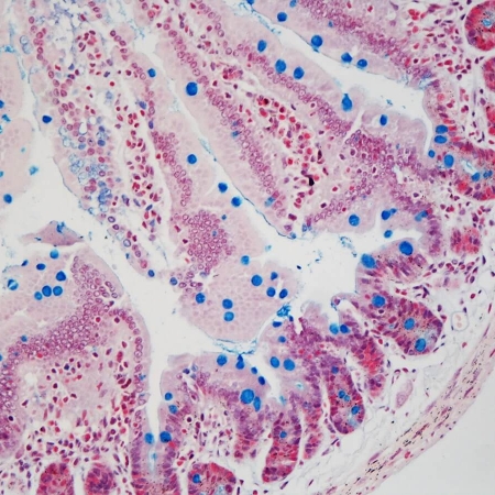 Gut-histology-section-20X-alcian-blue-mejorada-450x450.jpg