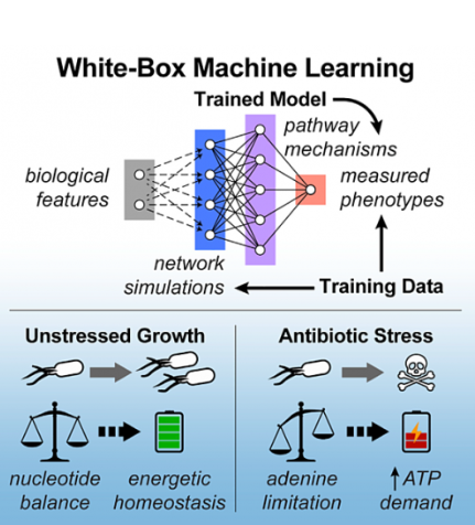WhiteBox Machine Learning.PNG