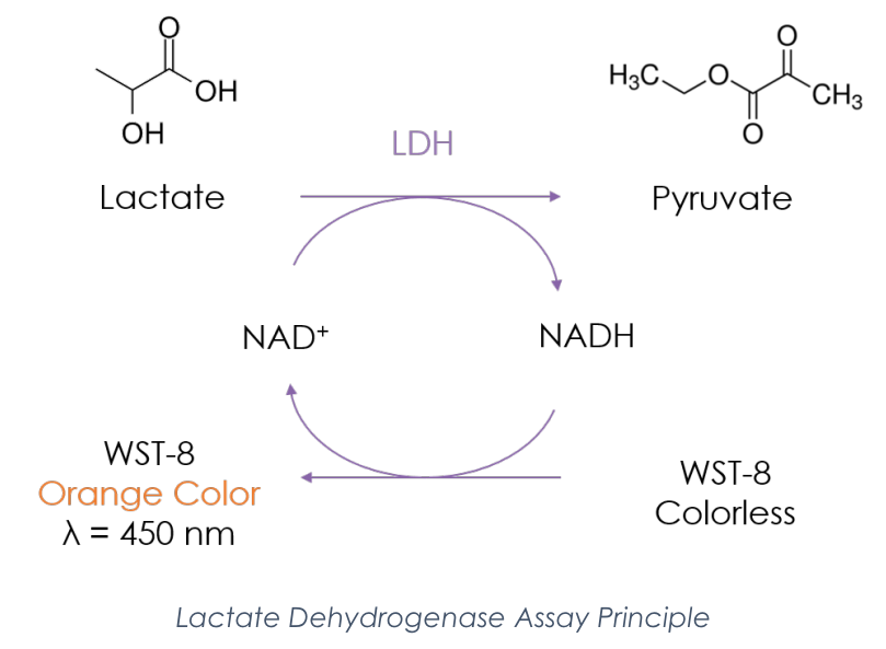 Lactate Dehydrogenase (LDH.PNG