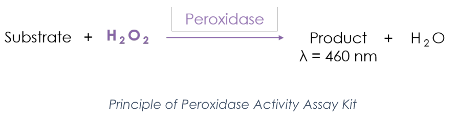 Peroxidase Activity Assay Kit.PNG