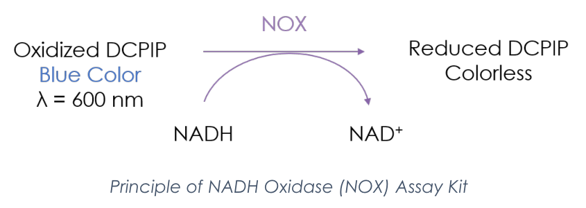 NADH Oxidase Activity Assay Kit.PNG