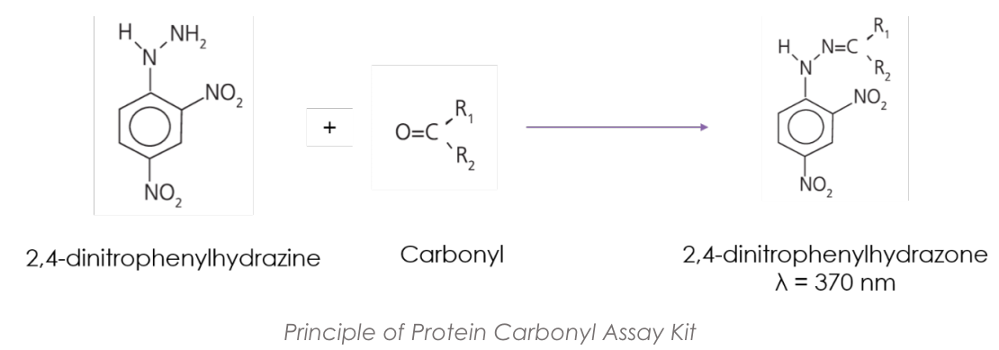 Protein carbonylation Assay Kit.PNG