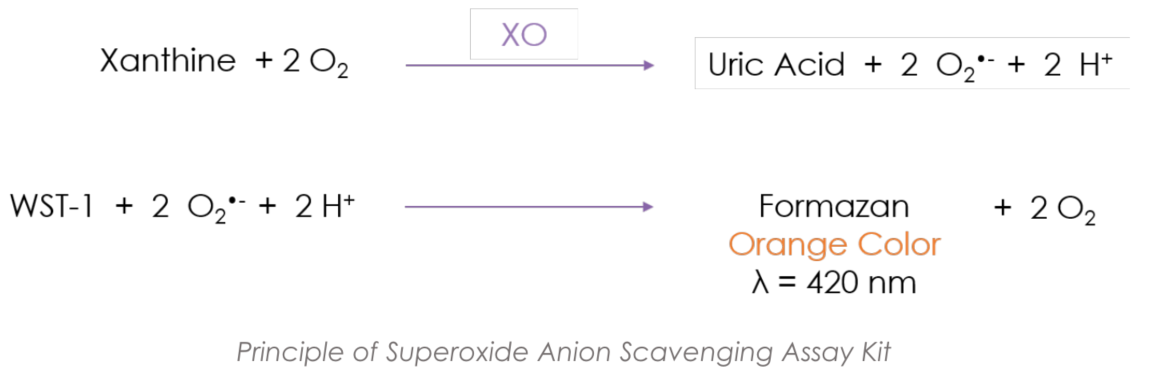Superoxide Anion Scavenging Capacity assay kit.PNG