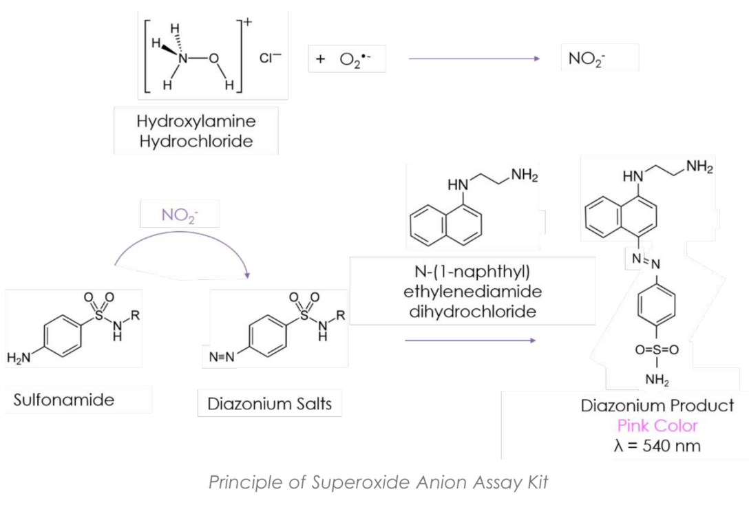 Superoxide Anion Assay Kit.PNG